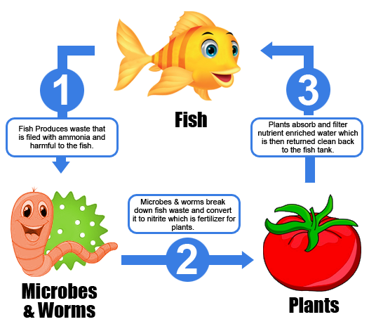 aquaponics