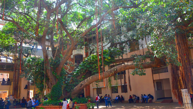 200 year old Banyan Tree in St Joseph?s College